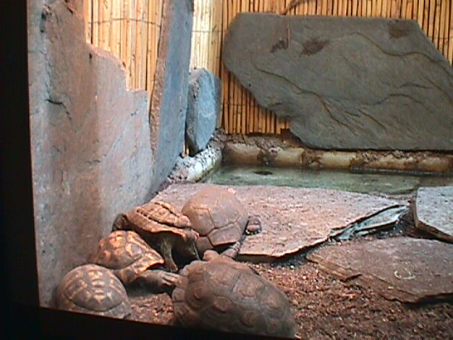 tortugas