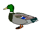 duck