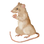 RAT