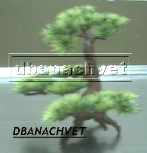 PLANTA BONSAI2.JPG