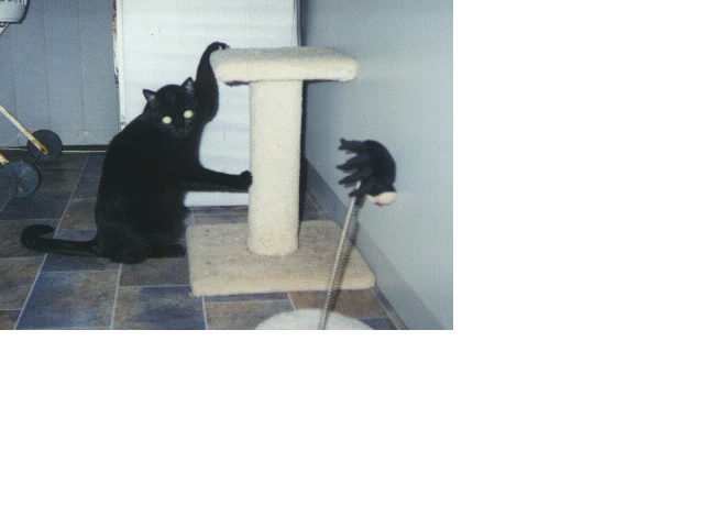 My present from Santa Claws