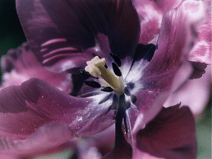 What's the Pollen Count?