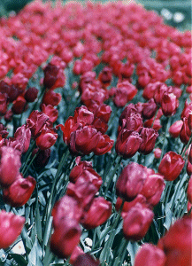 Sea of Tulips