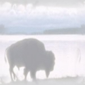 Lonely Bison Background