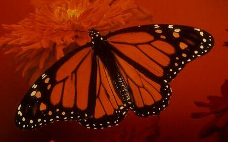 Monarch_Red_crop