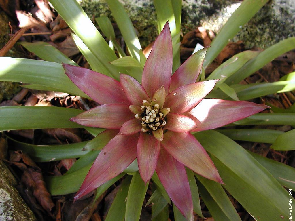 tri-colored plant in shadows