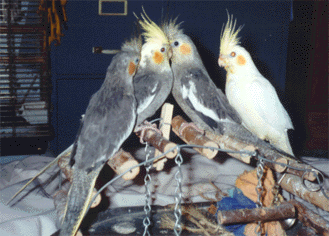 tiels