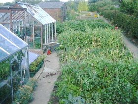 Vegetable garden