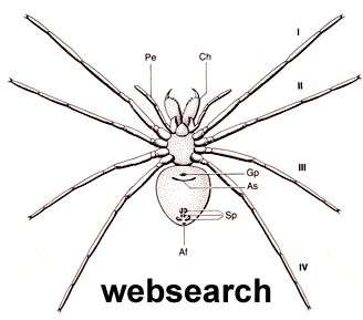 websearch