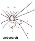 websearch