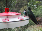 Humming Birds at Savegre Mountain