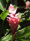 Pink Ginger