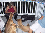 2001 Christmas Party @ Jennifer's - Who let the dogs out ?