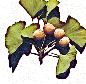 ginkgo