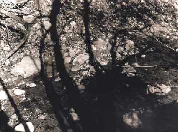 Shadows in the Creek