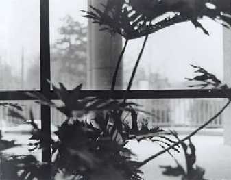 Plants by a Window