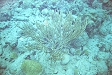 Fan Coral