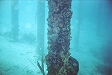 Needle Fish hanging out around the pier pilings.