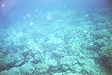 A general picture of the coral.