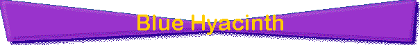 Blue Hyacinth