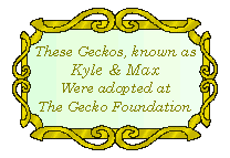 click here to get your own gecko!