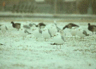gullsnow.gif (184912 bytes)