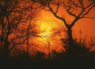nonforestfire.gif (224971 bytes)
