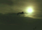 soaring.gif (116679 bytes)