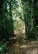 Bambooa.JPG (19600 bytes)