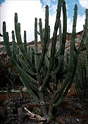 Cactusa.JPG (15025 bytes)