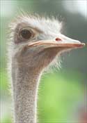 Ostrich1.JPG (6257 bytes)