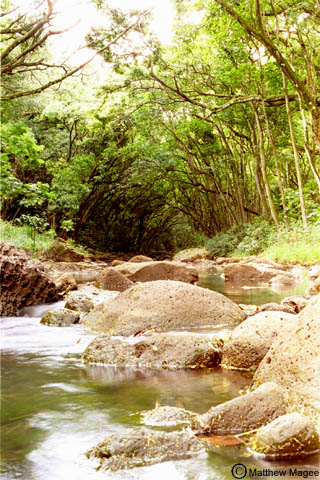 Stream.JPG (66714 bytes)