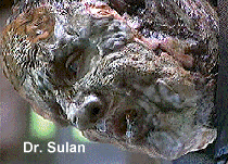Dr. Sulan - Vidian who extracted Klingon DNA from B'Elanna and created a human and a Klingon B'Elanna - Brian Markinson