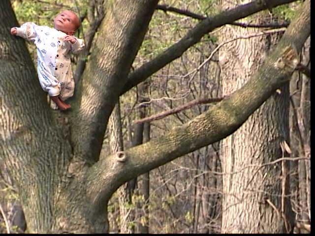 UpATree.jpg (94676 bytes)