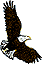 bird4.gif