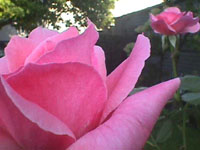 A pink rose