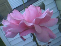 Another pink rose