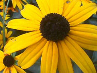 Black eyed Susan