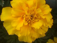 Brilliant yellow flower