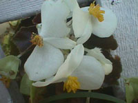 white begonia