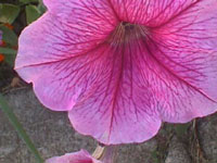 Bright pink petunia