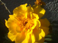 another yellow flower