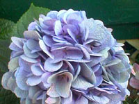 Hydrangea