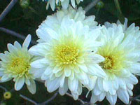 Group of white flowers