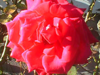 Another red rose