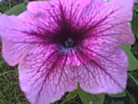 Two tone pink petunia