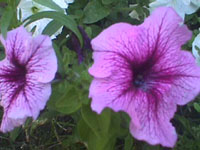 Two two-tone pink petunias