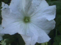 White petunia