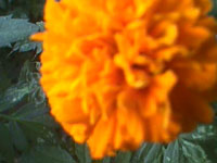 Marigold