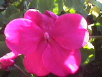 Bright pink begonia